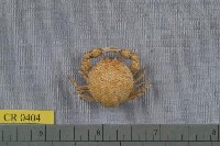 藏品(薄片異核果蟹)的圖片